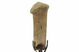 Fossil Hadrosaur Chevron Bone w/ Metal Stand - South Dakota #378570-2